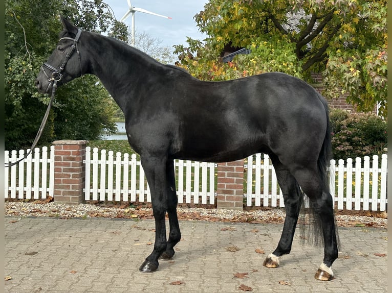 Westfaliano Castrone 4 Anni 172 cm Morello in Rees