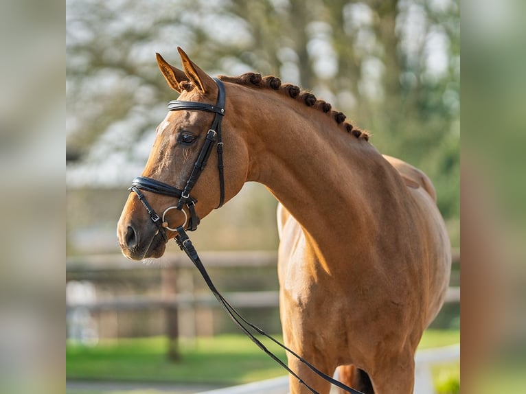 Westfaliano Castrone 4 Anni 172 cm Sauro in Münster-Handorf