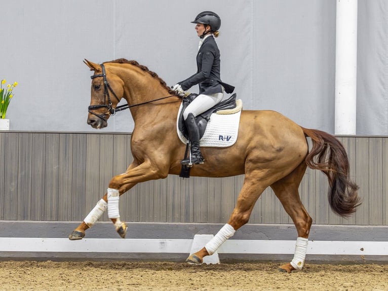 Westfaliano Castrone 4 Anni 172 cm Sauro in Münster-Handorf