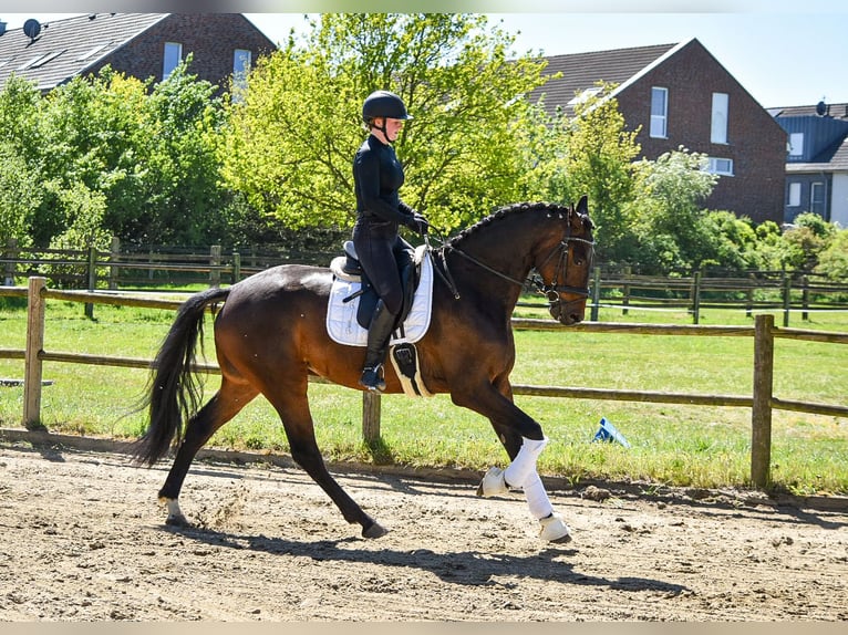 Westfaliano Castrone 4 Anni 173 cm Baio in Ascheberg