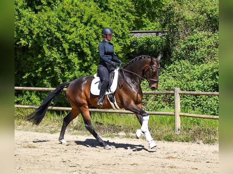 Westfaliano Castrone 4 Anni 173 cm Baio in Ascheberg