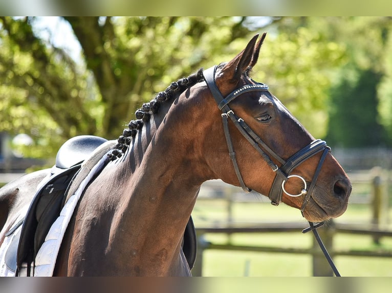 Westfaliano Castrone 4 Anni 173 cm Baio in Ascheberg