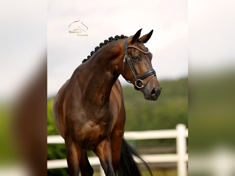 Westfaliano Castrone 4 Anni 173 cm Baio in Vechta