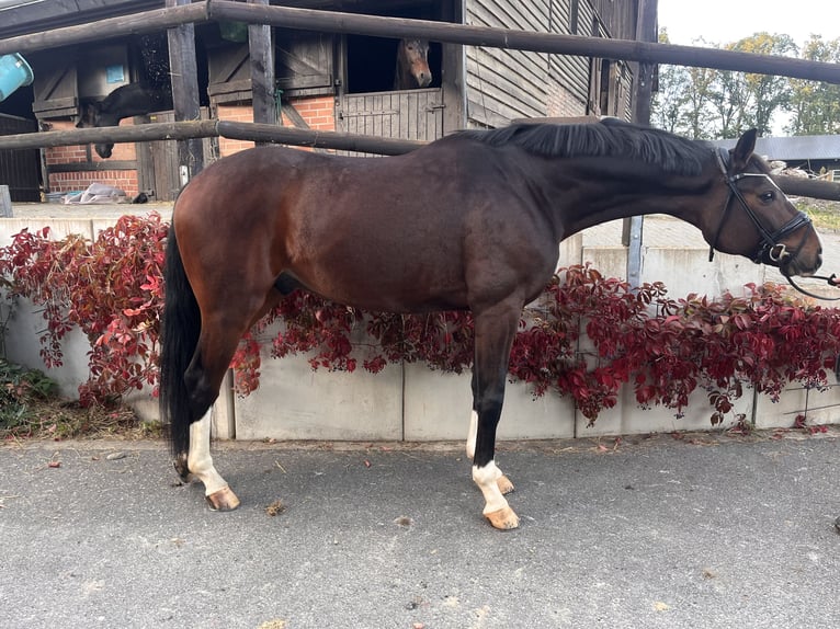 Westfaliano Castrone 4 Anni 173 cm Baio in EnseSoest - Bilme