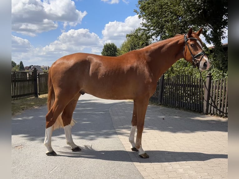 Westfaliano Castrone 4 Anni 173 cm Sauro in Telgte