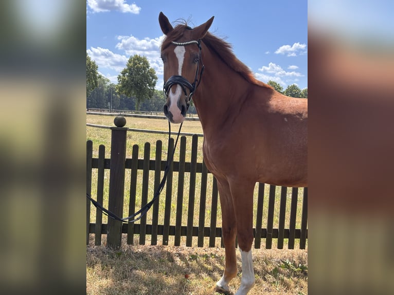 Westfaliano Castrone 4 Anni 173 cm Sauro in Telgte