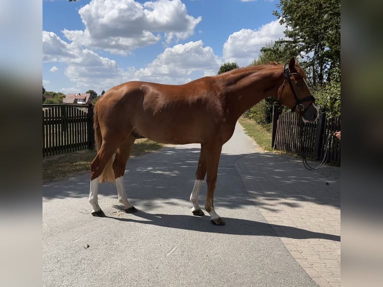 Westfaliano Castrone 4 Anni 173 cm Sauro in Telgte