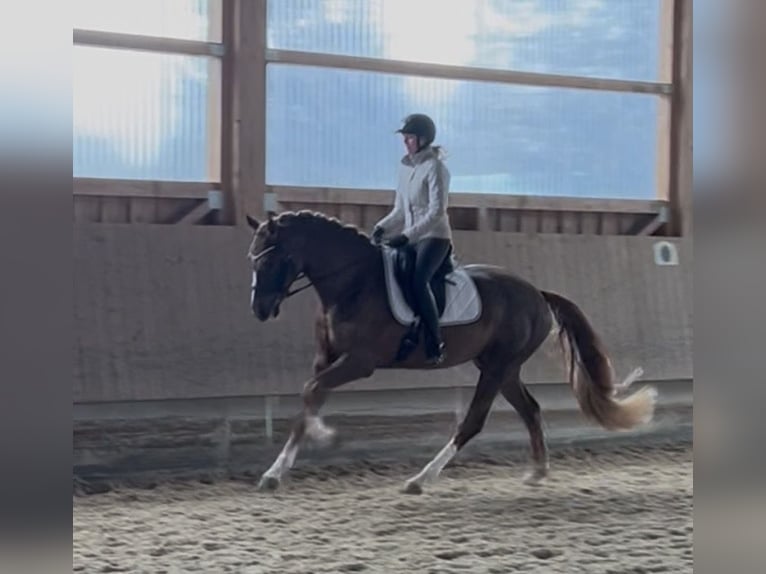 Westfaliano Castrone 4 Anni 173 cm Sauro scuro in Hockenheim