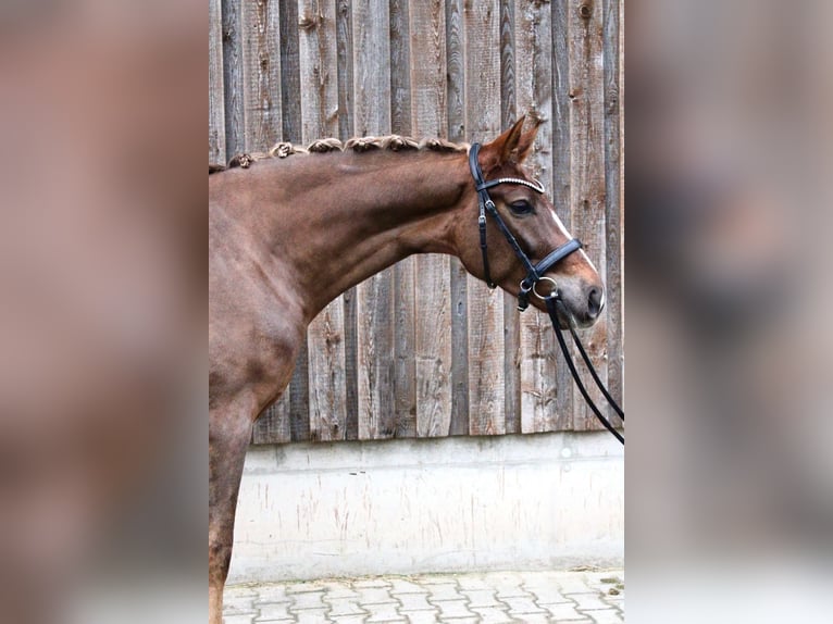 Westfaliano Castrone 4 Anni 173 cm Sauro scuro in Hockenheim