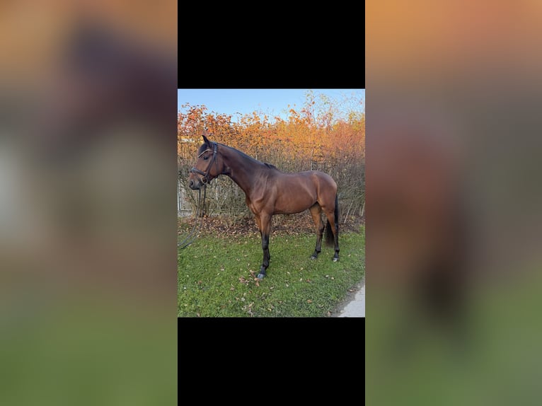 Westfaliano Castrone 4 Anni 174 cm Baio in Chieming