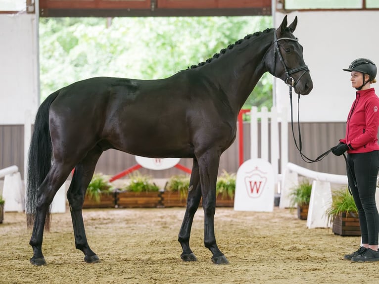 Westfaliano Castrone 4 Anni 174 cm Baio nero in Münster-Handorf