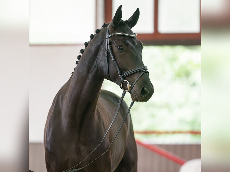 Westfaliano Castrone 4 Anni 174 cm Baio nero in Münster-Handorf