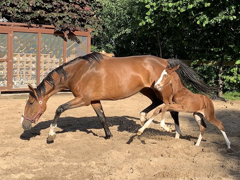 Westfaliano Castrone 4 Anni 175 cm Baio in Lingen