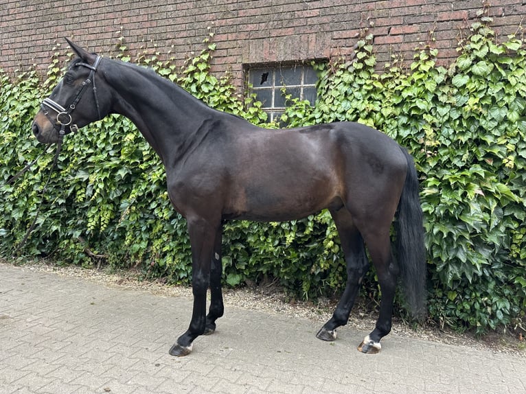 Westfaliano Castrone 4 Anni 175 cm Baio nero in Rees