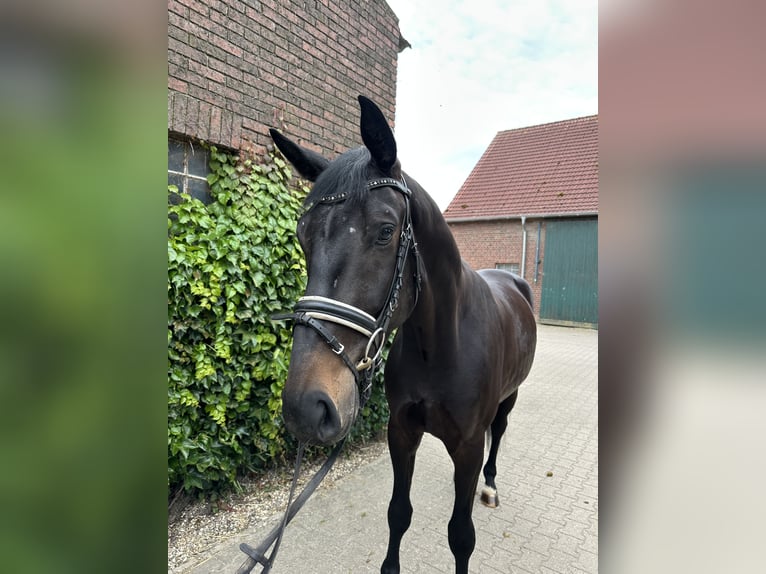 Westfaliano Castrone 4 Anni 175 cm Baio nero in Rees