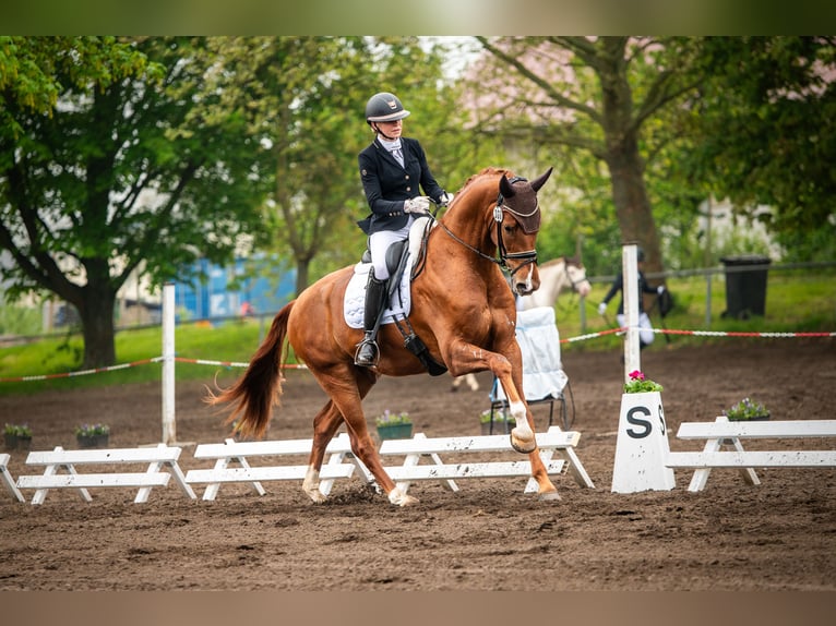 Westfaliano Castrone 4 Anni 175 cm Sauro in Heidesheim am Rhein