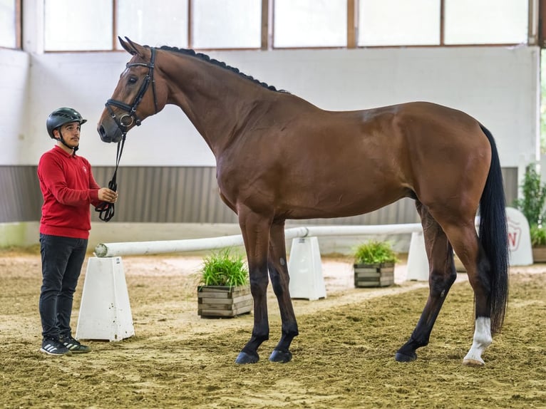 Westfaliano Castrone 4 Anni 176 cm Baio in Mnster-Handorf