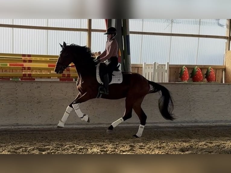 Westfaliano Castrone 4 Anni 176 cm Baio in RosenheimRosenheim