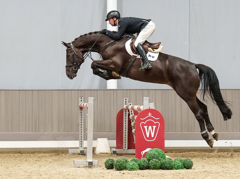 Westfaliano Castrone 4 Anni 176 cm Baio nero in Mnster-Handorf