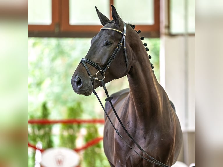 Westfaliano Castrone 4 Anni 176 cm Baio nero in Mnster-Handorf