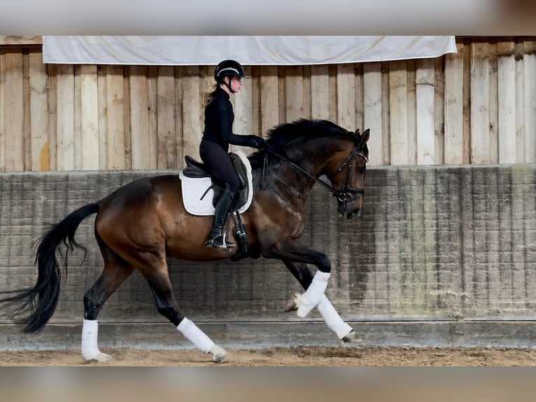 Westfaliano Castrone 4 Anni 177 cm Baio in Limburg an der Lahn