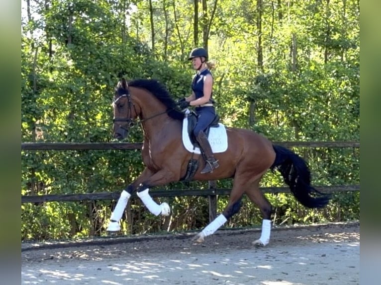 Westfaliano Castrone 4 Anni 178 cm Baio in Bad OeynhausenBad Oeynhausen