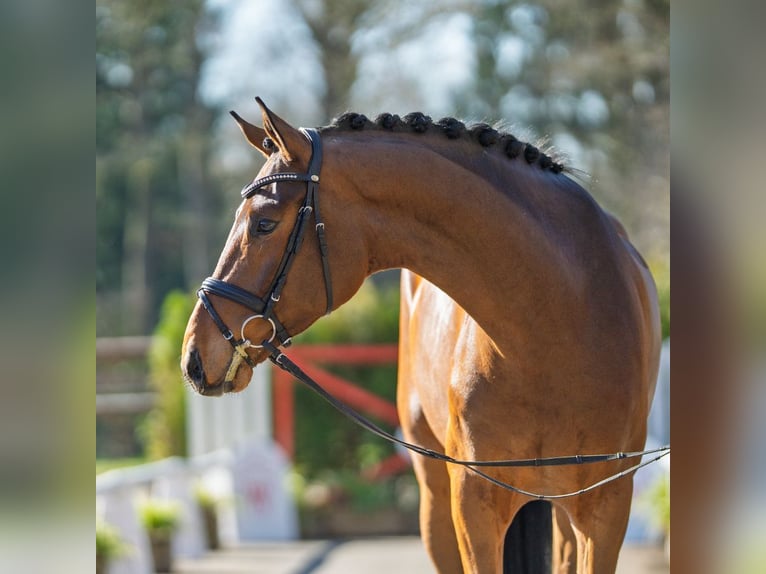 Westfaliano Castrone 4 Anni 178 cm Baio in Münster-Handorf