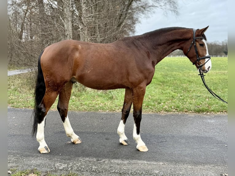 Westfaliano Castrone 4 Anni 178 cm Baio in Lingen