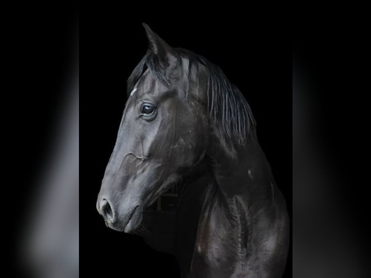 Westfaliano Castrone 4 Anni 178 cm Morello in Leopoldsh&#xF6;he