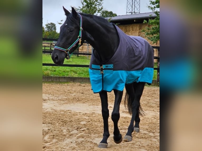Westfaliano Castrone 4 Anni 178 cm Morello in Leopoldsh&#xF6;he