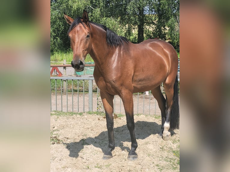 Westfaliano Castrone 4 Anni 180 cm Baio in Mettmann