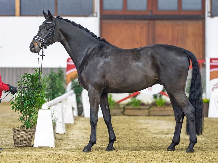 Westfaliano Castrone 4 Anni Baio scuro in Münster-Handorf
