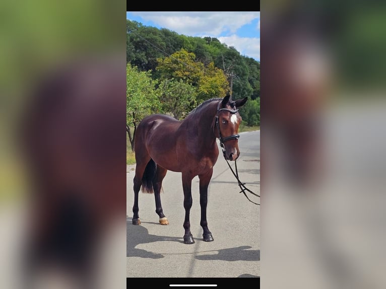 Westfaliano Mix Castrone 5 Anni 155 cm Baio scuro in Hörsching