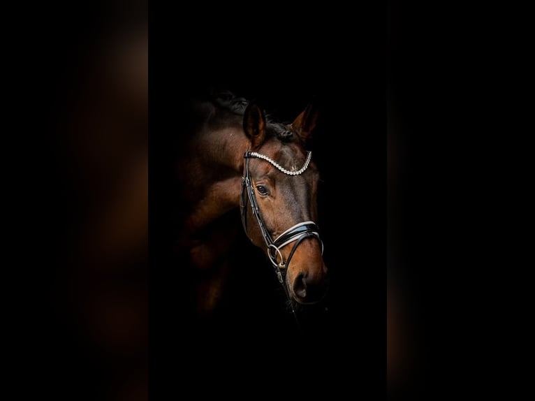 Westfaliano Castrone 5 Anni 161 cm Baio in Wesel