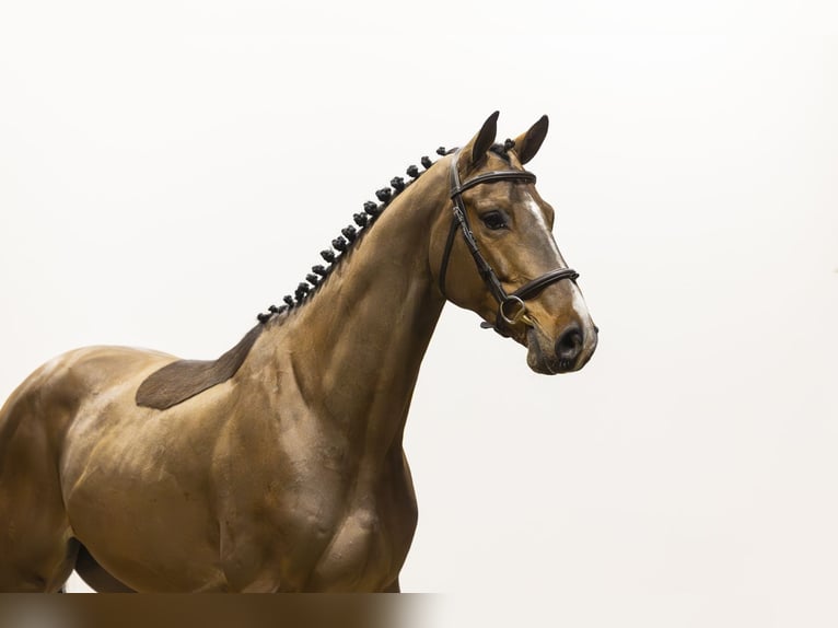 Westfaliano Castrone 5 Anni 161 cm  in Waddinxveen