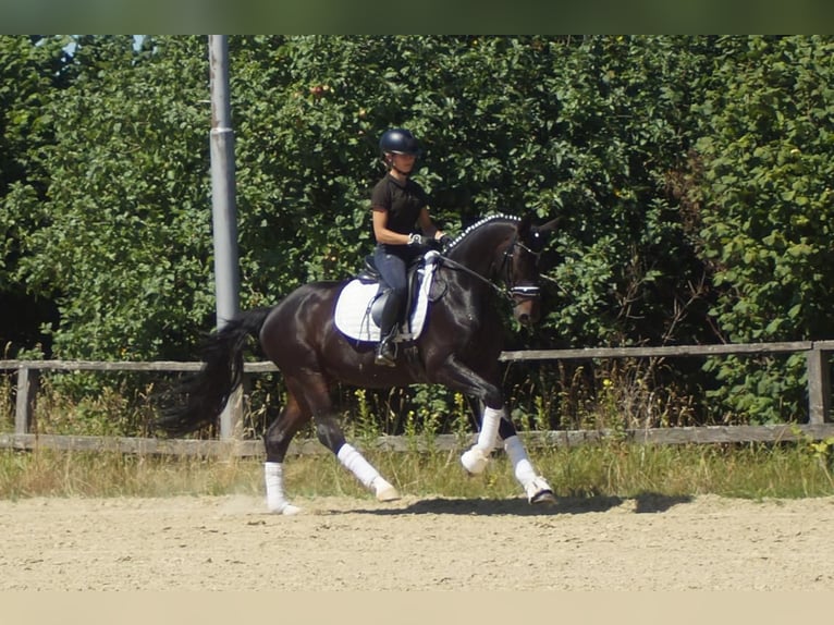 Westfaliano Castrone 5 Anni 162 cm Baio nero in Iserlohn