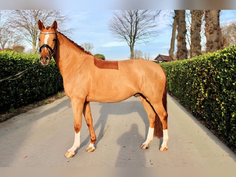 Westfaliano Castrone 5 Anni 163 cm Sauro scuro in Vechta