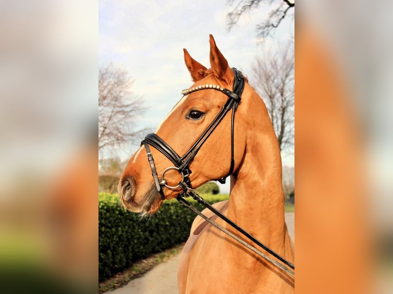 Westfaliano Castrone 5 Anni 163 cm Sauro scuro in Vechta