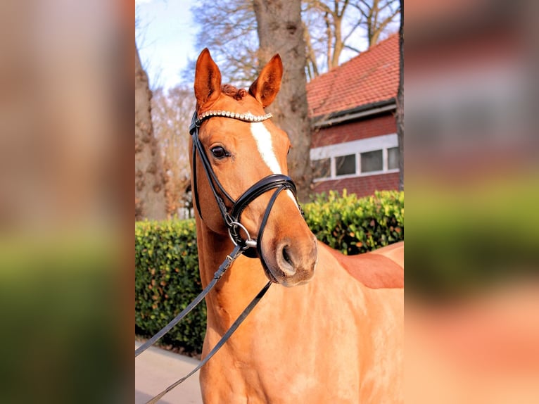 Westfaliano Castrone 5 Anni 163 cm Sauro scuro in Vechta