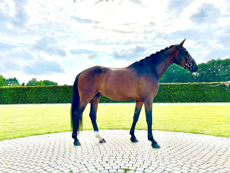 Westfaliano Castrone 5 Anni 165 cm Baio in M&#xFC;nster
