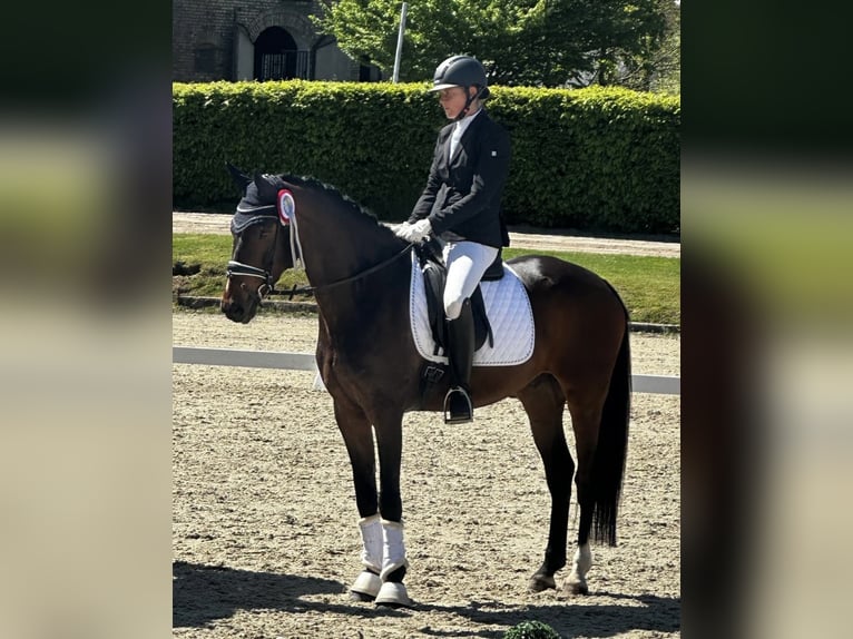 Westfaliano Castrone 5 Anni 165 cm Baio in M&#xFC;nster
