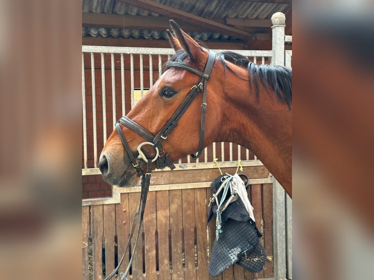 Westfaliano Castrone 5 Anni 165 cm Baio in Hamm