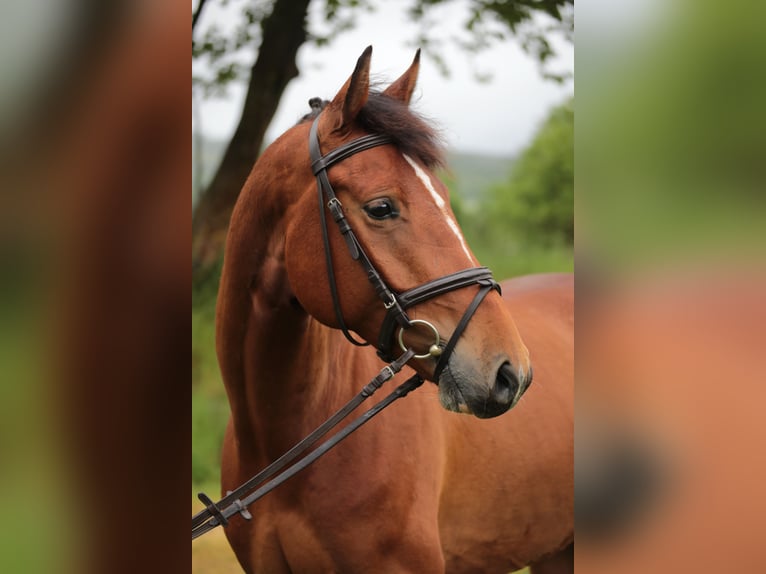 Westfaliano Castrone 5 Anni 165 cm Baio in Münster