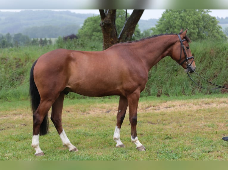 Westfaliano Castrone 5 Anni 165 cm Baio in Münster