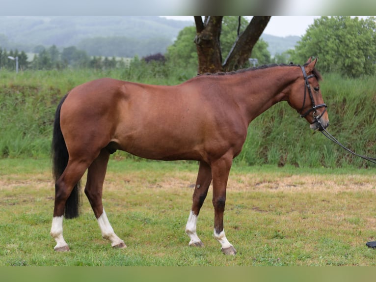 Westfaliano Castrone 5 Anni 165 cm Baio in Münster