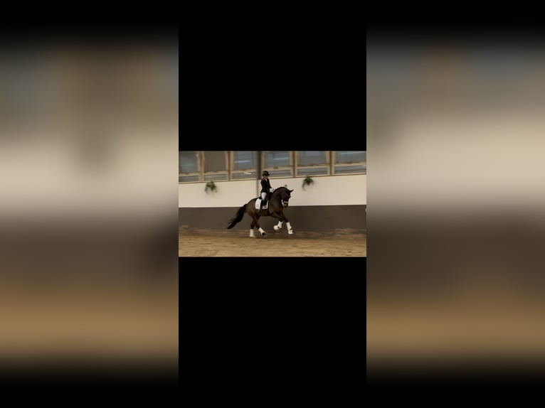 Westfaliano Castrone 5 Anni 165 cm Baio scuro in Much