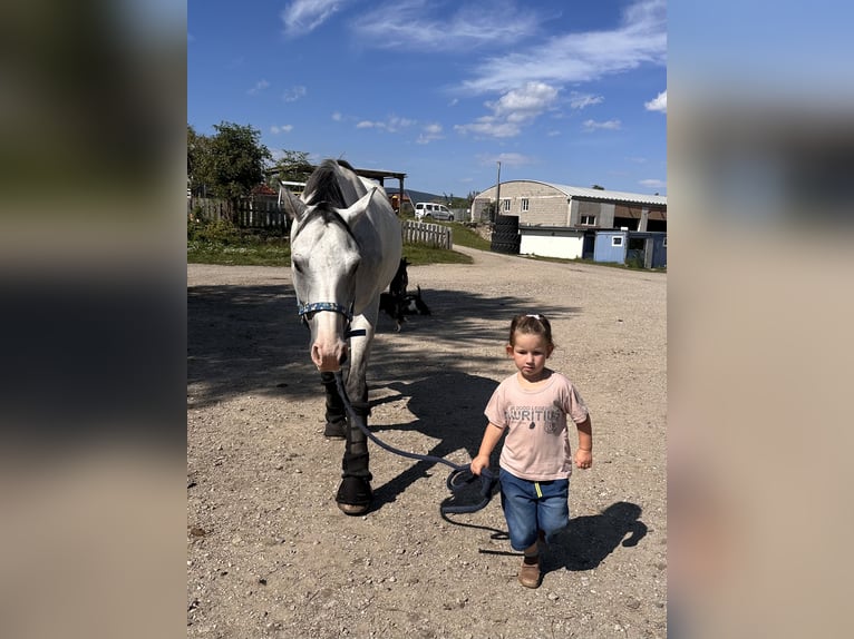 Westfaliano Castrone 5 Anni 165 cm Grigio in Baden