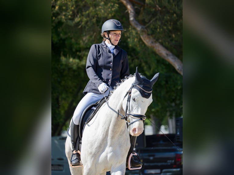 Westfaliano Castrone 5 Anni 165 cm Grigio in Baden