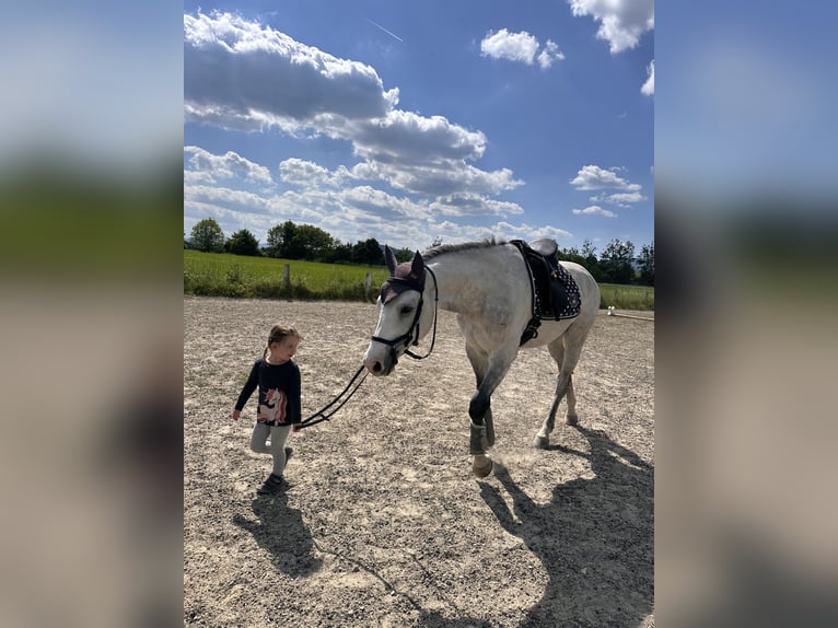 Westfaliano Castrone 5 Anni 165 cm Grigio in Baden