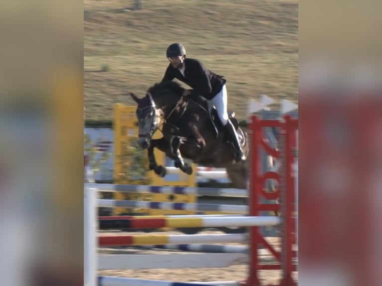 Westfaliano Castrone 5 Anni 165 cm Grigio pezzato in Siegen
